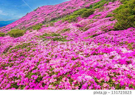 平治岳のミヤマキリシマ 平治岳のミヤマキリシマ 131723823