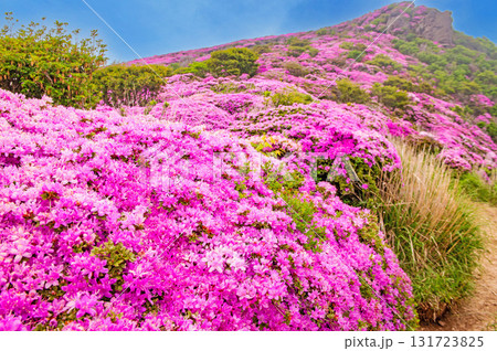平治岳のミヤマキリシマ 平治岳のミヤマキリシマ 131723825