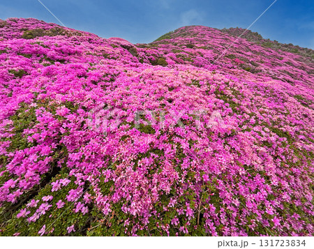 平治岳のミヤマキリシマ 131723834