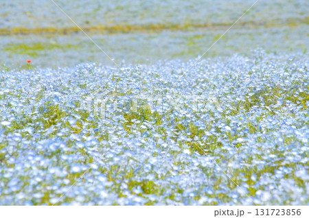 ネモフィラの花 131723856