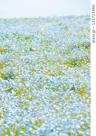 ネモフィラの花 131723860