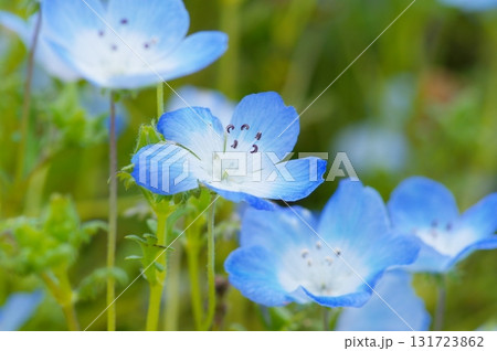 ネモフィラの花 ネモフィラの花 131723862