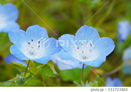 ネモフィラの花 131723863