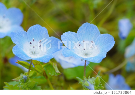 ネモフィラの花 131723864