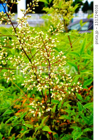 ナンテン 南天 花 蕾 庭木 ナンテン 南天 花 蕾 庭木 131724038