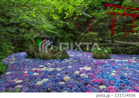 南蔵院のアジサイ池 131724056