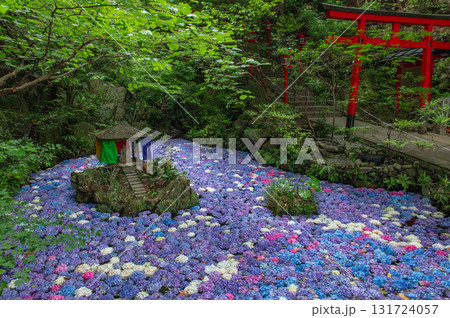 南蔵院のアジサイ池 131724057