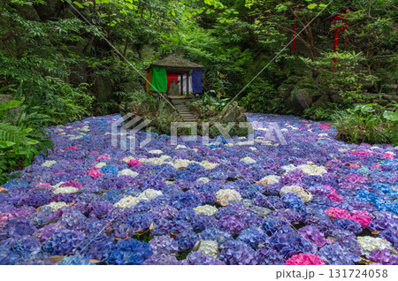 南蔵院のアジサイ池 131724058