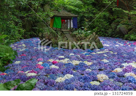 南蔵院のアジサイ池 131724059