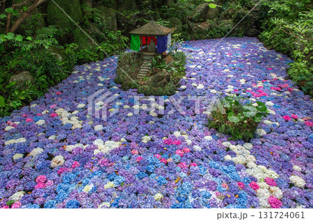 南蔵院のアジサイ池 131724061