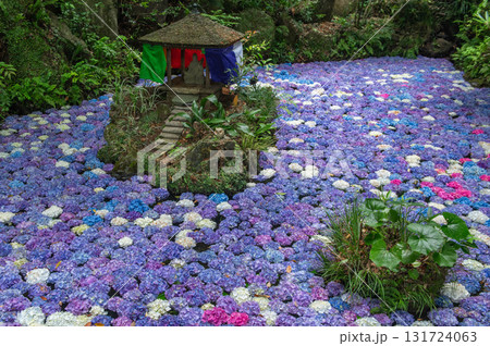 南蔵院のアジサイ池 131724063