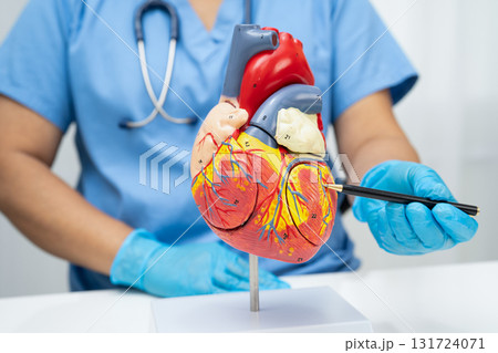 Cardiovascular disease CVD, doctor with heart human model anatomy for treatment patient in hospital. Cardiovascular disease CVD, doctor with heart human model anatomy for treatment patient in hospital. 131724071
