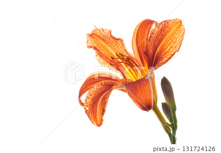 Orange lily flowers with green stems on isolation 131724126