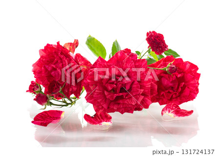 Closeup of blooming red roses with delicate petals 131724137