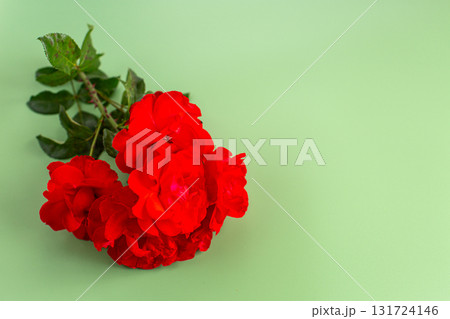 Red roses close-up on a light green background Red roses close-up on a light green background 131724146
