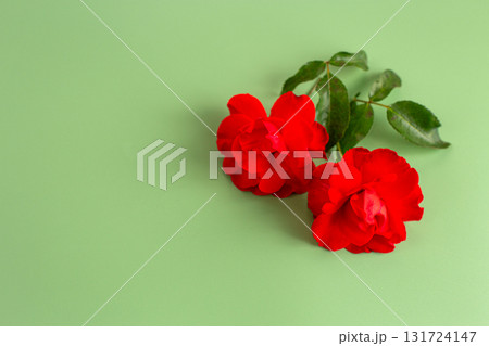 Red roses with rich petals on a pastel background 131724147