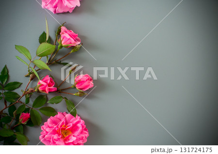 Minimalist garden rose arrangement on a gray background Minimalist garden rose arrangement on a gray background 131724175