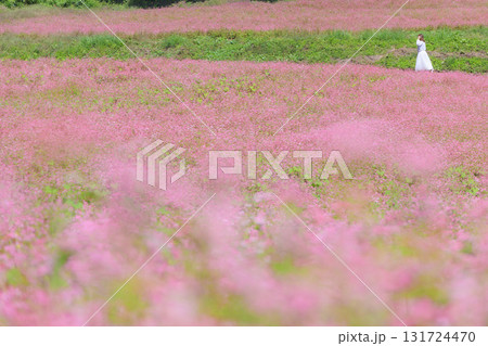 一面に広がる赤そばの花畑と散策する女性（長野県箕輪町赤そばの里） 131724470