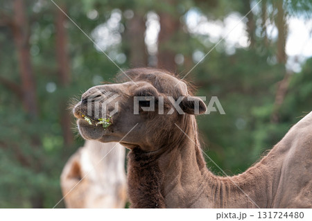 portrait of a camel with a green background, Camelus bactrianus, brown fur mammal close-up 131724480