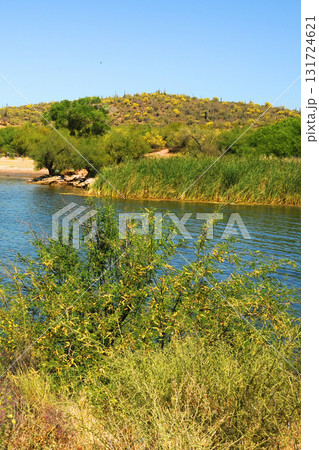 Spring at Saguaro lake in Arizona 131724621