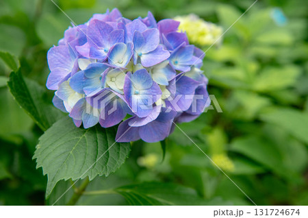 呑山観音寺のアジサイ 131724674