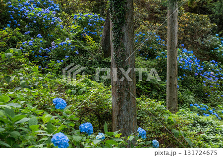 呑山観音寺のアジサイ 131724675