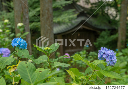 呑山観音寺のアジサイ 呑山観音寺のアジサイ 131724677