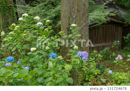 呑山観音寺のアジサイ 呑山観音寺のアジサイ 131724678