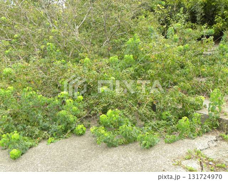 花見川河口の実を沢山付けたナンキンハゼの黄 131724970