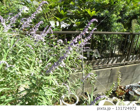 アメジストセージの紫色の穂状の花 アメジストセージの紫色の穂状の花 131724972