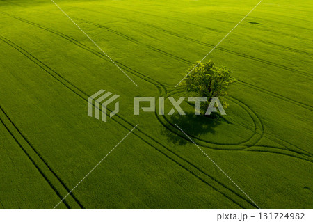aerial view of lonely tree in a green field, perfect afternoon light, shadows and colors aerial view of lonely tree in a green field, perfect afternoon light, shadows and colors 131724982