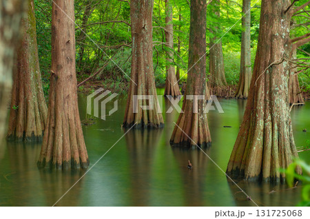 篠栗九大の森のラクウショウ 131725068