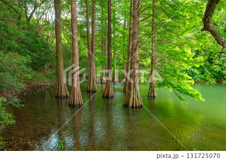 篠栗九大の森のラクウショウ 131725070