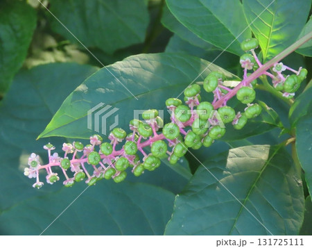 ヨウシュヤマゴボウの花 131725111