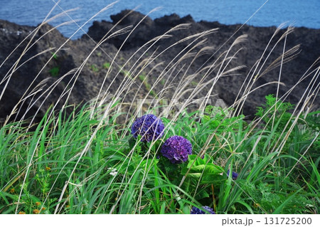 夏の津軽半島　鋳釜崎の枯れススキと紫陽花 131725200