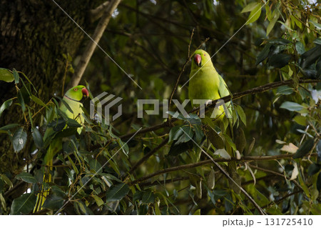 Green parrot couple perching on the tree Green parrot couple perching on the tree 131725410
