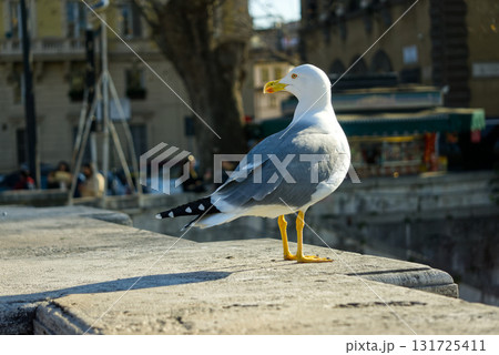 Seagull perching on the bridge wall 131725411