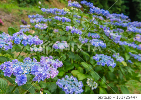 千光寺（久留米市）のあじさい祭り 131725447