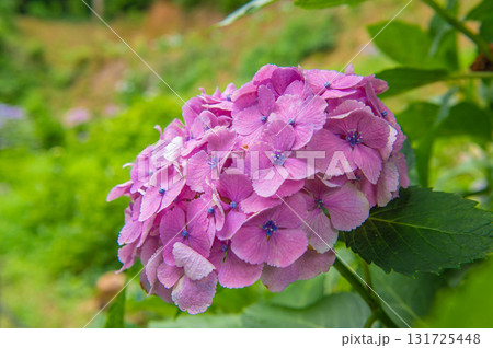 千光寺（久留米市）のあじさい祭り 131725448