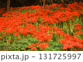 群生する満開の彼岸花 131725997