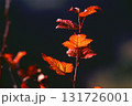 紅葉した野バラの葉 131726001