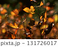 紅葉した野バラの葉が美しい 131726017