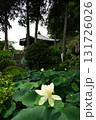 蓮の花とお寺のお堂 131726026