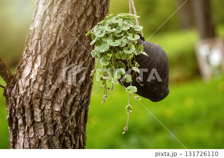 ornamental plants in a clay mug-flowerpot hanging on a tree, blurred background with copy space ornamental plants in a clay mug-flowerpot hanging on a tree, blurred background with copy space 131726110
