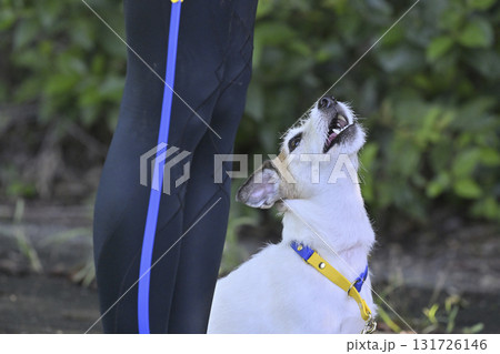 愛犬と散歩する女性 ジャックラッセルテリア 愛犬と散歩する女性 ジャックラッセルテリア 131726146