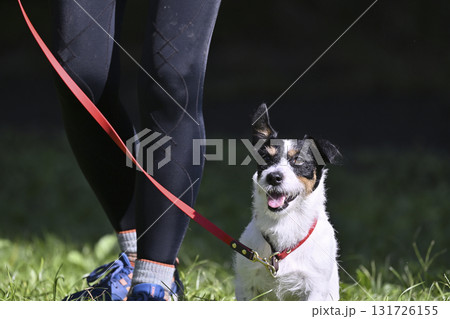 愛犬と散歩する女性 ジャックラッセルテリア 愛犬と散歩する女性 ジャックラッセルテリア 131726155