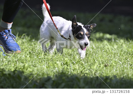 愛犬と散歩する女性 ジャックラッセルテリア 愛犬と散歩する女性 ジャックラッセルテリア 131726158