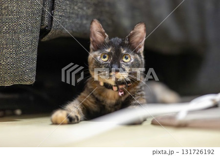 サビ猫 131726192