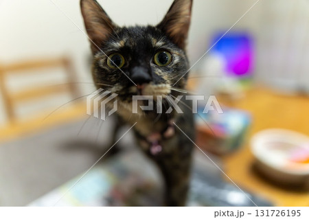 サビ猫 131726195