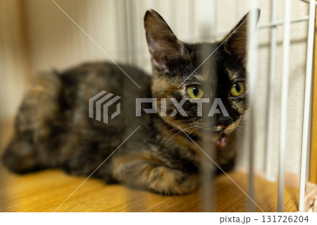 サビ猫 131726204
